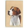 n°21757 - MM Vienne n°904 - Portrait d'un chien de chasse - Setter Anglais