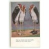 n°22019 - MM Vienne n°1245 - Oiseaux, trois échassiers l'un portant des chaussures