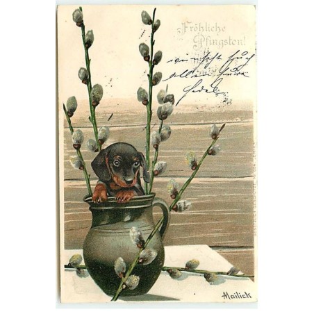 n°22626 - Mailick - Fröhliche Pfingsten - Teckel dans une vase avec des fleurs de cotons
