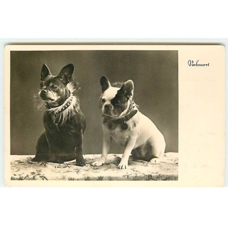 n°22790 - Animaux - Chiens - Verknurrt - Deux Bouledogues français