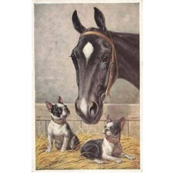 n°23593 - Chien - Deux...