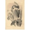 n°23917 - Illustrateur - Art Nouveau - Jeune femme au milieu d'un Iris