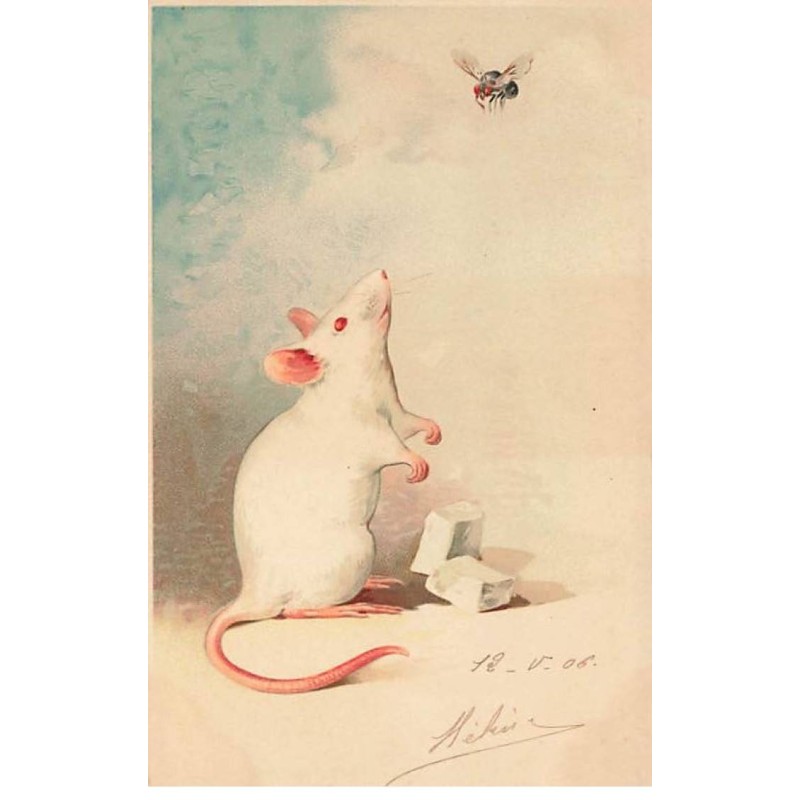 n°24798 - Meissner - Une Souris blanche regardant une mouche