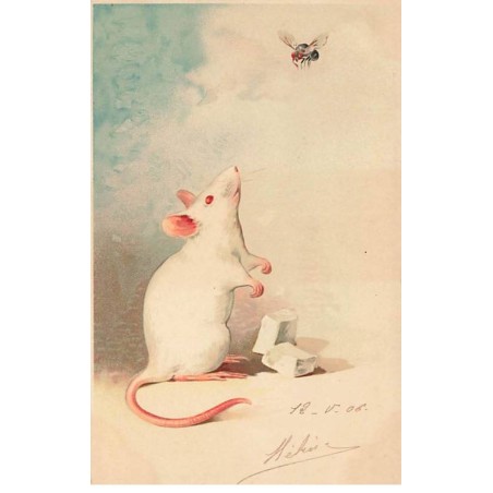 n°24798 - Meissner - Une Souris blanche regardant une mouche
