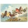 n°11910 - C. Klein - 5 Oiseaux sur branche