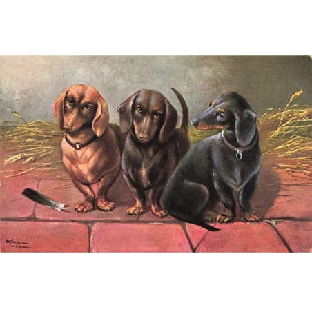 n°25200 - Animaux - Chien - Trois teckels dans une grange - dackel