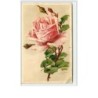 n°3066 - Catharina Klein - Rose