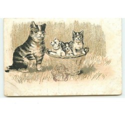 n°3528 - Chat avec ses...