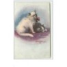 n°3641 - Ophélia Bellinge - Chats de Perse