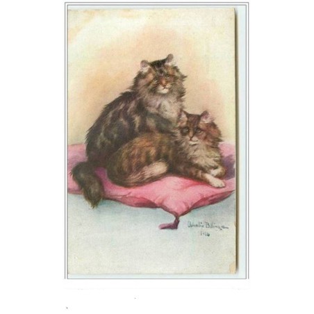 n°3642 - Ophélia Bellinge - Chats Angoras