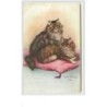 n°3642 - Ophélia Bellinge - Chats Angoras