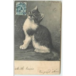 n°3881 - Chat regardant à...