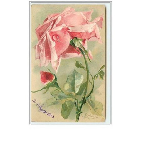 n°5573 - Catharina Klein - Rose