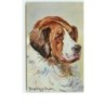 n°8427 - Carte Illustrateur - Donaldini jr Dresden - Saint Bernard