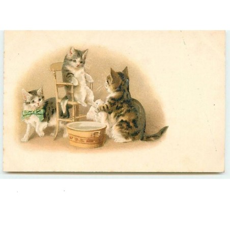 n°8668 - Carte Fantaisie - Chats faisant leur toilette