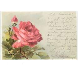 n°12551 - C. Klein - Rose...
