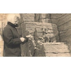 n°26095 - Animaux - Chien -...