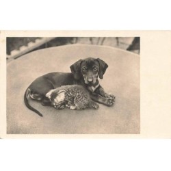 n°26096 - Animaux - Chien -...