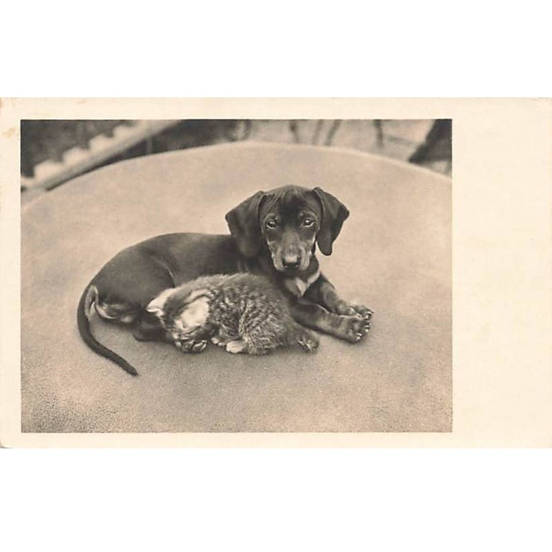 n°26096 - Animaux - Chien - Teckel veillant sur un châton dormant