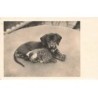 n°26096 - Animaux - Chien - Teckel veillant sur un châton dormant