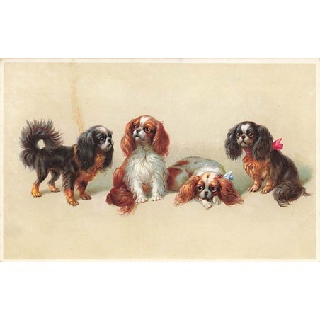 n°26861 - Animaux - MM Vienne 1123 - Chien - Cavalier King Charles