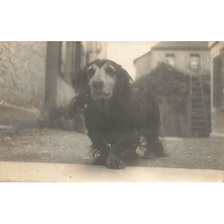 n°27345 - Carte-Photo - Chien - Un teckel