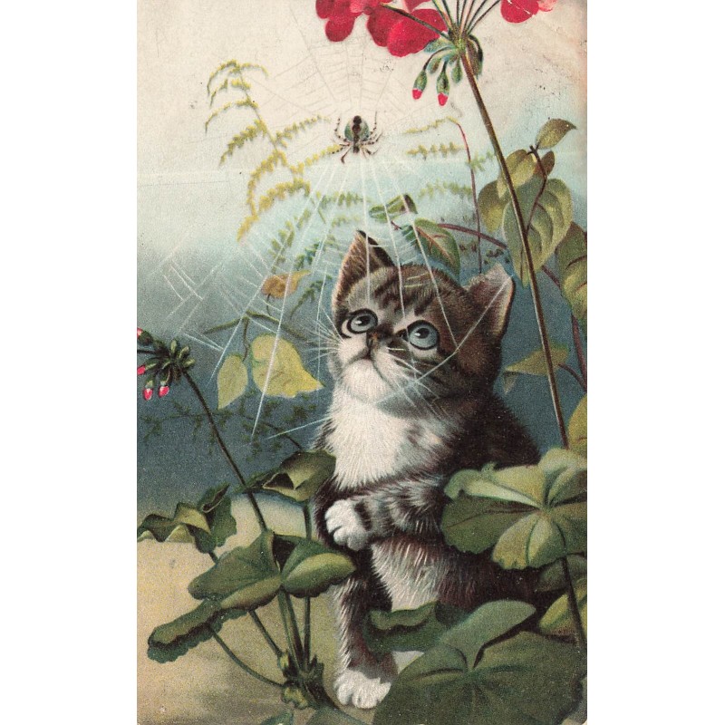 n°28130 - Animaux - Chat - Chat regardant une araignée sur sa toile