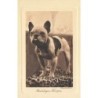 n°28687 - Animaux - Chien - Bouledogue Français (d'après Nature)