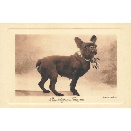 n°28688 - Animaux - Chien - Bouledogue Français portant une médaille sur son collier