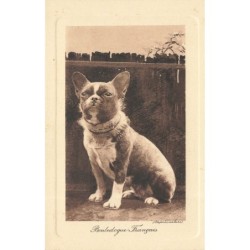 n°28689 - Animaux - Chien -...