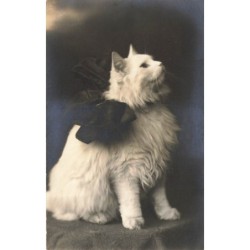 n°28691 - Chat blanc...