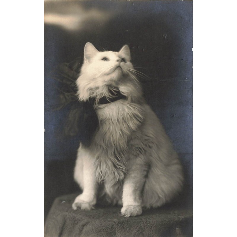n°28692 - Chat blanc angora regardant en l'air, portant un gros noeud noir