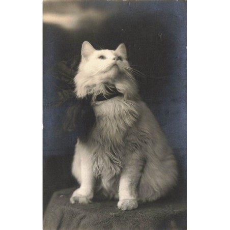 n°28692 - Chat blanc angora regardant en l'air, portant un gros noeud noir