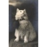 n°28692 - Chat blanc angora regardant en l'air, portant un gros noeud noir