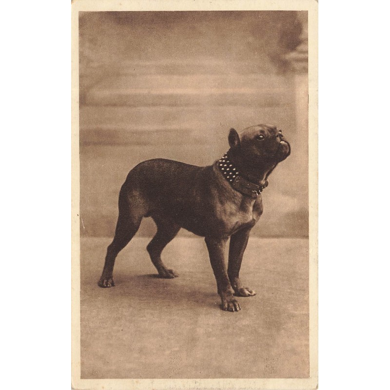 n°28737 - Animaux - Chien - Bouledogue français