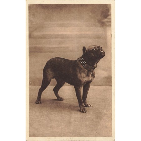 n°28737 - Animaux - Chien - Bouledogue français