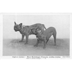 n°28738 - Chien - Espèces...