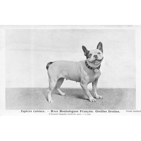 n°28739 - Chien - Espèces Canines - Race Bouledogue Français, oreilles droites - Chienne Blanche tachetée noir