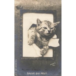n°29199 - Animaux - Chat -...