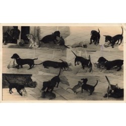 n°29200 - Animaux - Teckel...