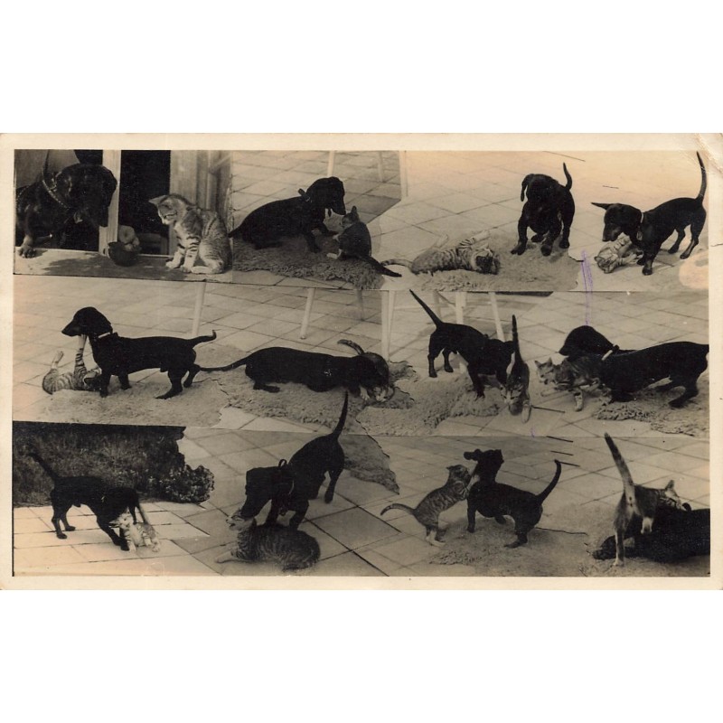 n°29200 - Animaux - Teckel jouant avec un chat