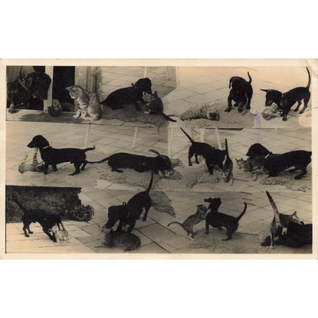 n°29200 - Animaux - Teckel jouant avec un chat