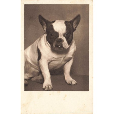 n°29247 - Chien - Portrait d'un Bouledogue Français