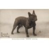 n°29248 - Chien - French Bulldog - Man has at least two friends Sportex and his dog - Bouledogue Français