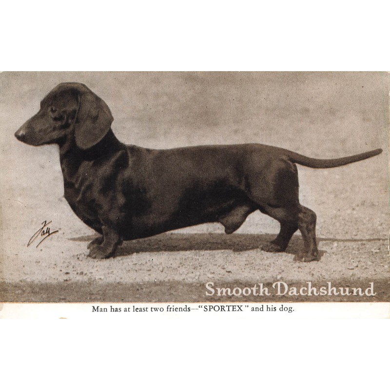 n°29249 - Chien - Smooth Dachshund - Man has at least two friends Sportex and his dog - Teckel