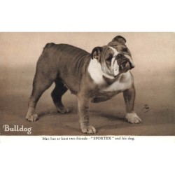 n°29250 - Chien - Bulldog -...