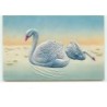 n°13620 - Carte Gaufrée - Cygnes