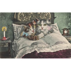 n°29885 - Chat -...
