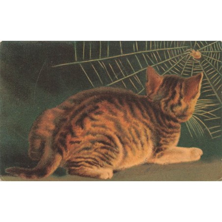 n°30300 - Animaux - Chat regardant une araignée au milieu de sa toile