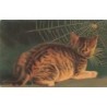 n°30300 - Animaux - Chat regardant une araignée au milieu de sa toile